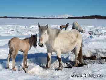 Horses Can Save the Permafrost – Here’s How