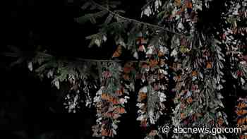 Monarch butterflies drop 53% in wintering area, Mexico says