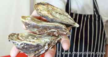 How oysters could be used to fight climate change in Durham