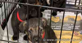 More than 20 dogs rescued from appalling conditions at Northumberland puppy farm
