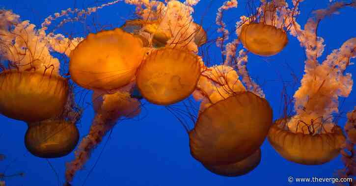 Soothing live animal webcams to watch while you’re stuck at home