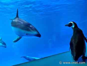Penguins explore an aquarium closed due to coronavirus     - CNET