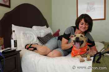 Houston-area animal shelters in urgent need of fosters due to coronavirus threat
