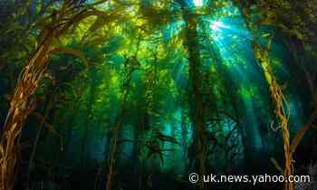 Plantwatch: kelp – forgotten forests that help tackle climate crisis