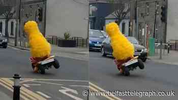 Big Bird spotted pulling wheelies in St Patrick’s Day celebration