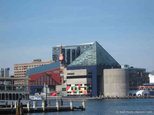 National Aquarium To Livestream Exhibits During Coronavirus Closure