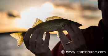 Mille Lacs walleye fishing won't allow for keepers this year