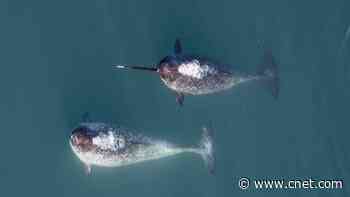 Big tusks are sexy, if you're a narwhal     - CNET