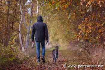 County Durham sees fall in dog issues - Pet Gazette