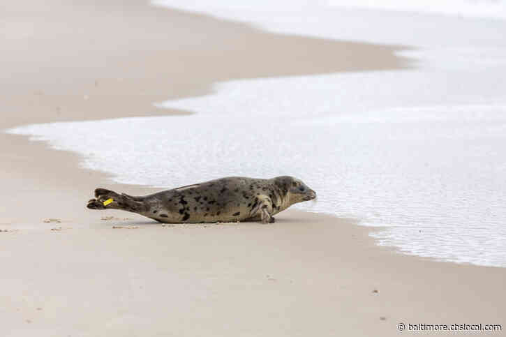National Aquarium Rescue Seal Amelia Bedelia Released Into Atlantic Ocean