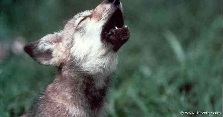 Mexican gray wolf numbers in the US soared in 2019