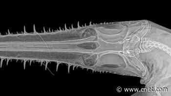 Scientists discover two rare new sharks with saw-like snouts     - CNET
