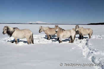 Herds of Hoofed Herbivores Might Help Keep Permafrost From Melting