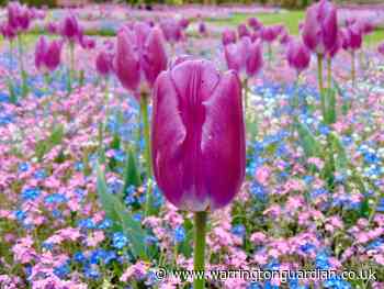 10 feel-good photos from the Warrington Guardian Camera Club - Warrington Guardian