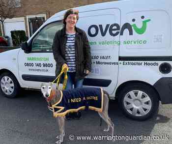 Greyhound gets forever home thanks to Warrington couple - Warrington Guardian