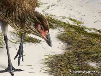 Scientists discover 'Wonderchicken,' the oldest modern bird fossil     - CNET