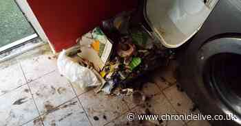 Picture shows horrific squalor where dog was found starving in owner's kitchen