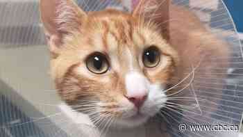 Pet adoptions on hold as animal shelters struggle to cope with COVID-19