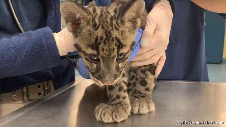 Pittsburgh Zoo Shares Adorable Video Of Clouded Leopard Cubs Getting 16-Week Exam