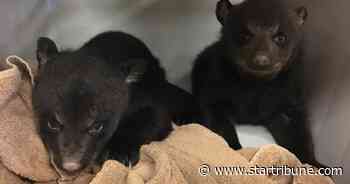Tiny cubs rescued in northwest Minnesota after mother struck by combine