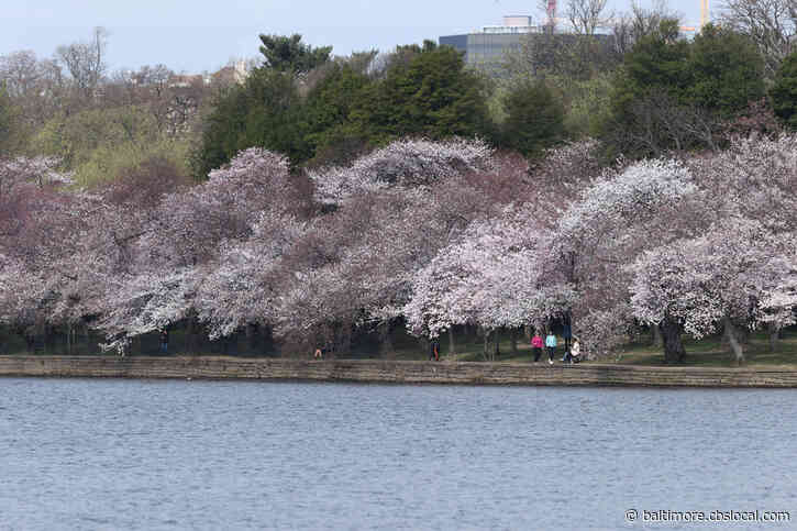 Coronavirus Latest: Officials Urge Cherry Blossom Viewers To Avoid Metro; Working On Way To Watch Online