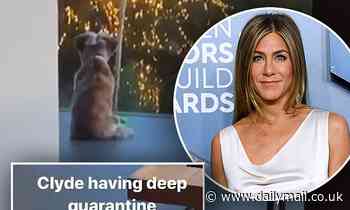 Jennifer Aniston shares snippet of her dog 'having deep quarantine thoughts'