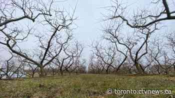 Ontario farmer says orchard suffering because seasonal workers can’t get into Canada