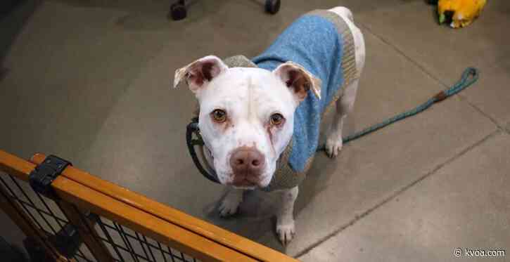 Humane Society of Southern Arizona adjusts public services