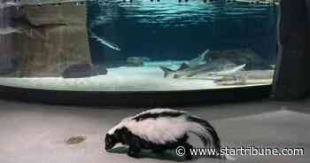 Pretty stinkin' cute: Skunks explore empty Great Lakes Aquarium in Duluth