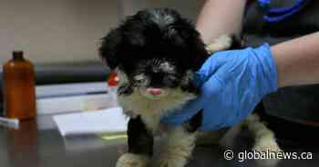 Edmonton answers the call for emergency animal foster families in a matter of hours - Global News