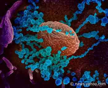 Understanding the Coronavirus Pandemic, in Five Charts
