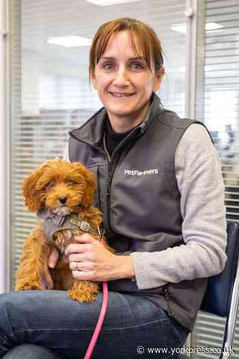 CORONAVIRUS: Vets prepare to help pet-owners through challenge