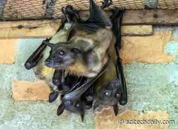How Do Vampire Bat Strangers Make Friends? Scientists Find Out