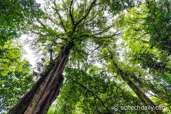 How Much Carbon Can Tropical Forests Absorb?