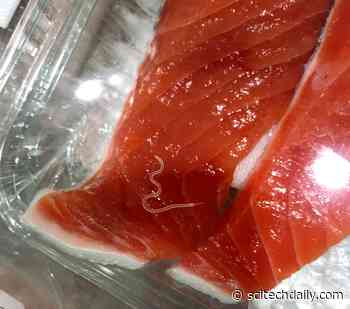 If You Eat Sashimi, Check for Worms: 283-Fold Increase in Sushi Parasites in Past 40 Years