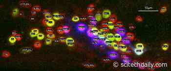 Understanding the Brain in High-Definition: Rapid, Automatic Identification of Individual, Live Brain Cells