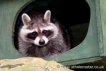 Zoos may not survive the coronavirus pandemic, owner warns - St Helens Star