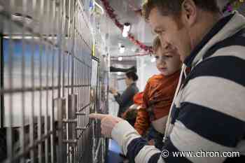 Houston SPCA reducing adoption fees, extending hours to find animals homes during pandemic
