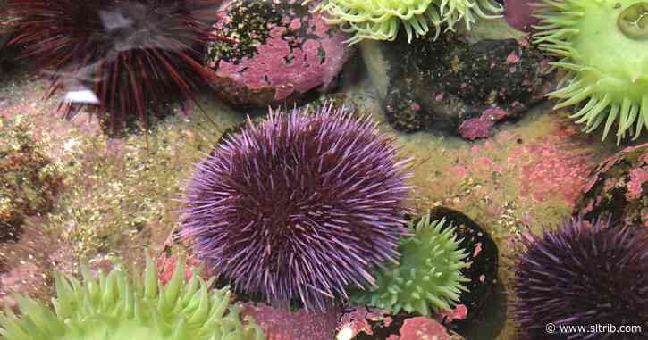 Asta Bowen: Make way for the zombies of the sea