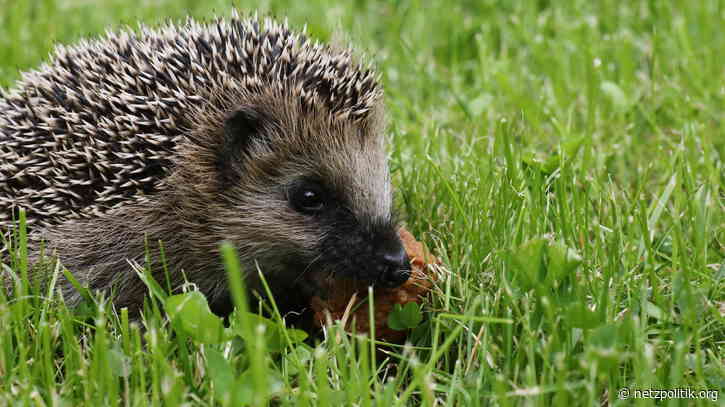 Wochenrückblick KW 12: Von viralen Nachrichten und zensurheberrechtlichen Einschränkungen