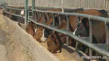 Canadian beef industry stakeholders address COVID-19 crisis