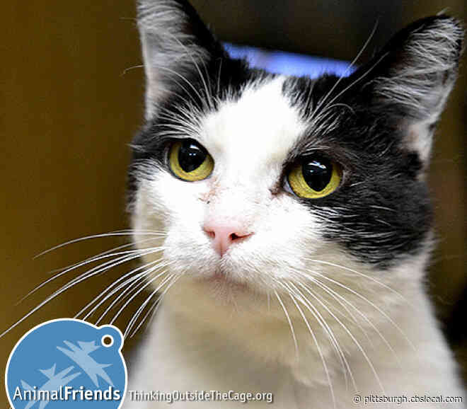 Furry Tails: Magenta Is Waiting For A Forever Home