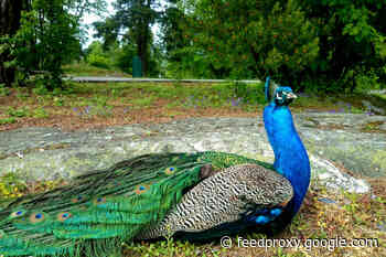 Inside the Secret World of Iridescent Animals