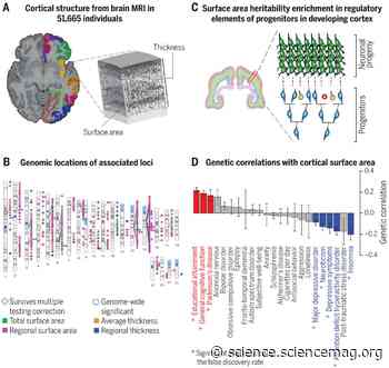 The genetic architecture of the human cerebral cortex - Science Magazine