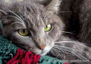 Veterinarians continue to treat patients during pandemic