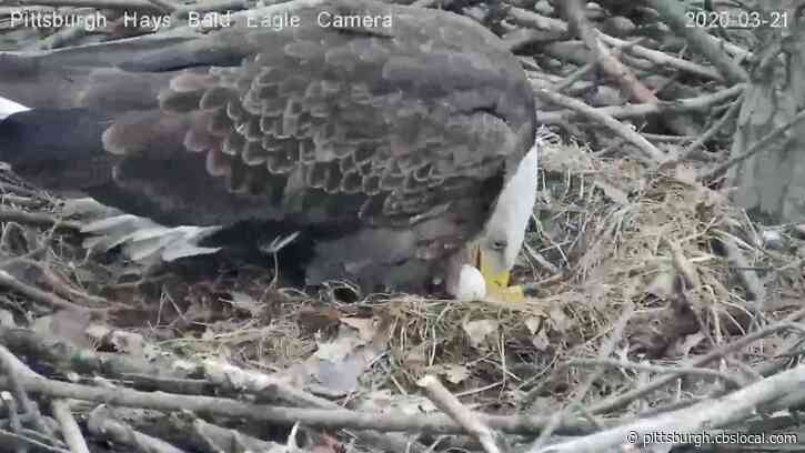First Egg In Hays Bald Eagle Nest Hatches
