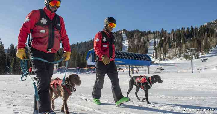 Meet Joni, Lumen and Rio, Solitude’s avalanche search-and-rescue  dogs