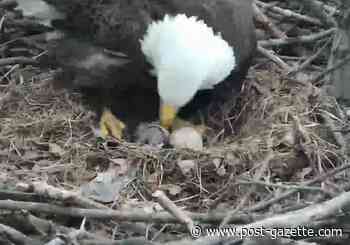 Eagle egg hatches in Hayes