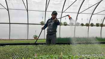 Canada lifts restrictions on foreign workers, including migrant farm labourers