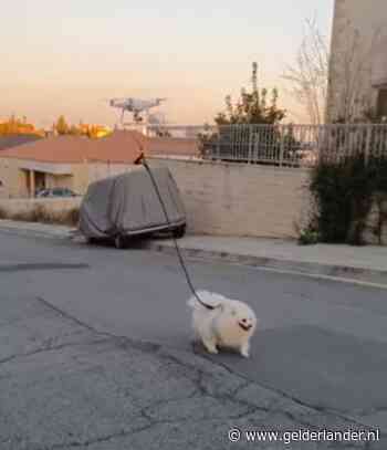 Baasje in quarantaine laat hondje uit met op afstand bestuurbare drone